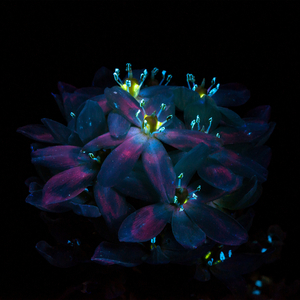 激情精品成人一区二区AV免费看
